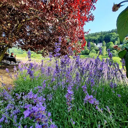 Apartment Arthouse Am Kurpark Bad Schandau